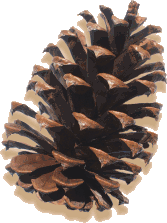twisted tree